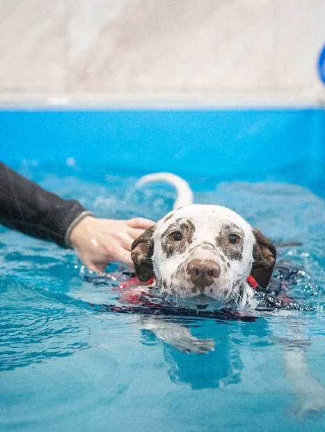 Dog water therapy at hot sale home