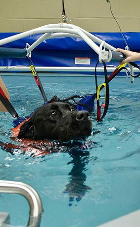 Jacksonville senior dog rescue plans hydrotherapy pool to