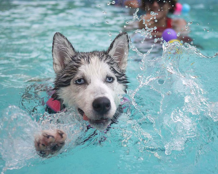 Dog pool best sale therapy near me